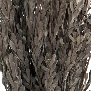 18"-20" 5oz Silver White Preserved Pubescens 3