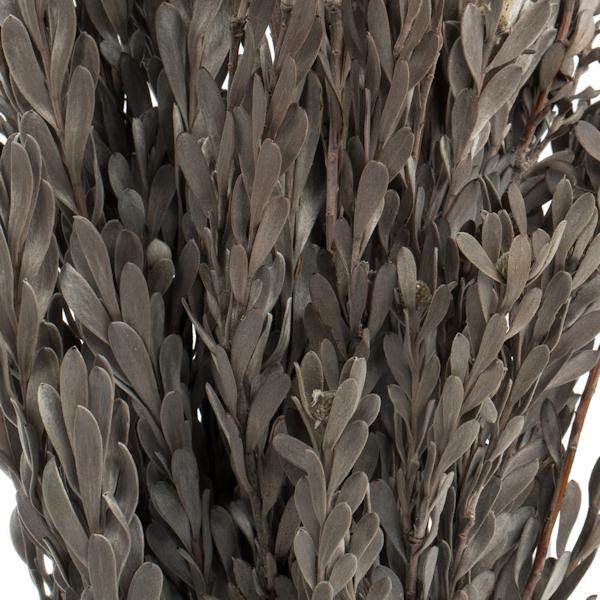 18"-20" 5oz Silver White Preserved Pubescens 3
