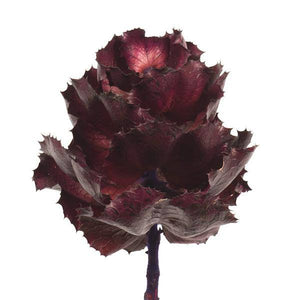 8" Violet Preserved Queen Flower 2