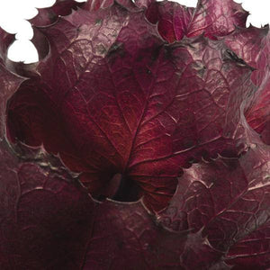 8" Violet Preserved Queen Flower 3