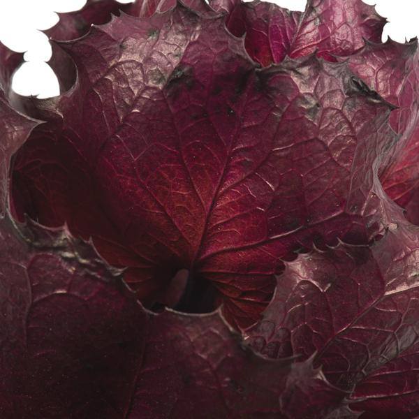 8" Violet Preserved Queen Flower 3