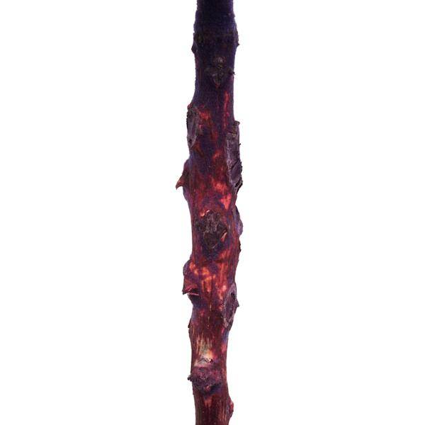 8" Violet Preserved Queen Flower 4