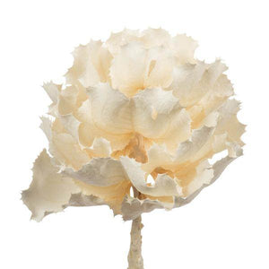 8" Bleached Preserved Queen Flower 2