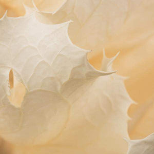 8" Bleached Preserved Queen Flower 3