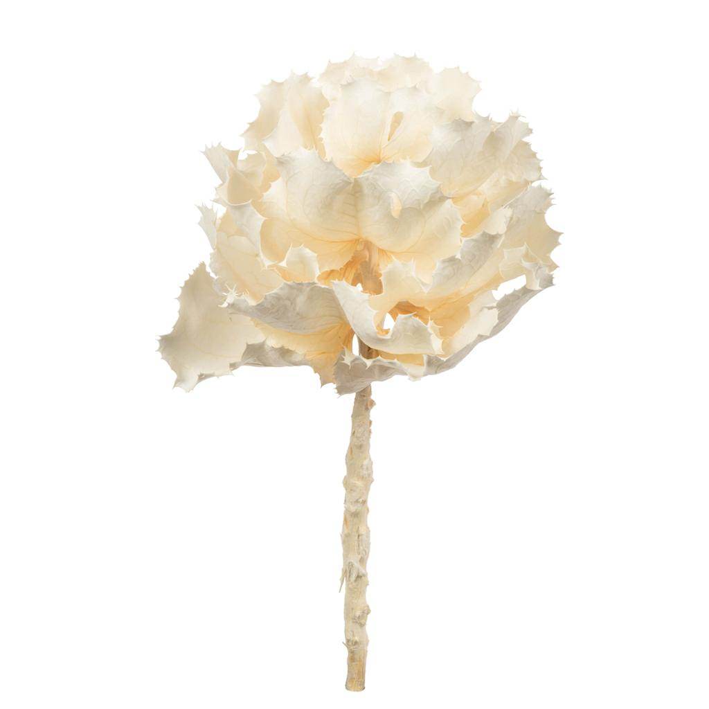 8" Bleached Preserved Queen Flower 1