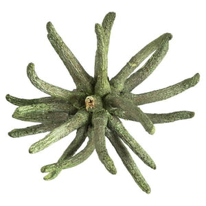 3"-4" Frosted Green Preserved Spider Claws 2