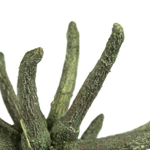 3"-4" Frosted Green Preserved Spider Claws 3