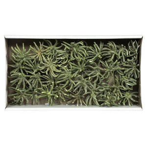 3"-4" Frosted Green Preserved Spider Claws 4