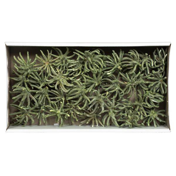 3"-4" Frosted Green Preserved Spider Claws 4
