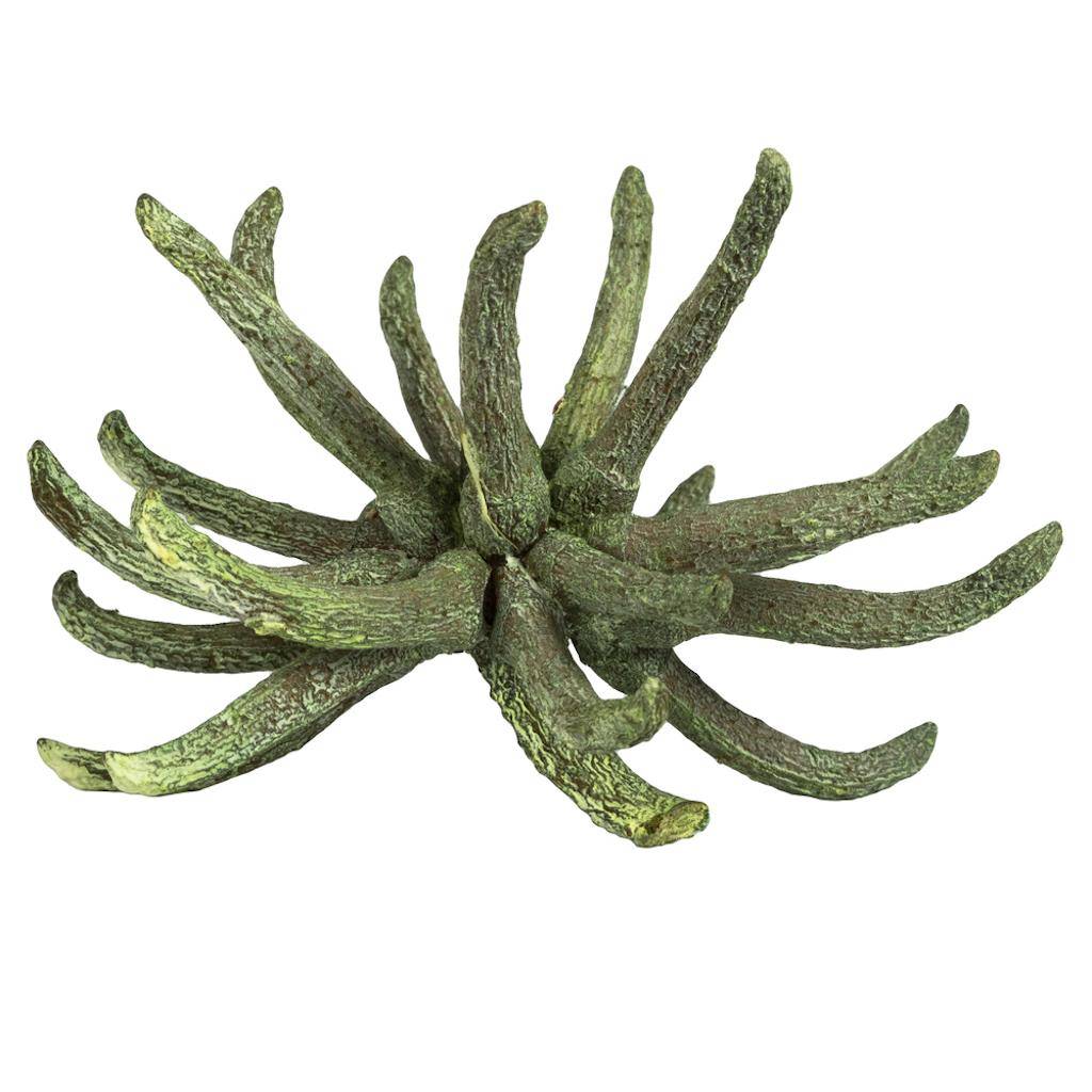 3"-4" Frosted Green Preserved Spider Claws 1