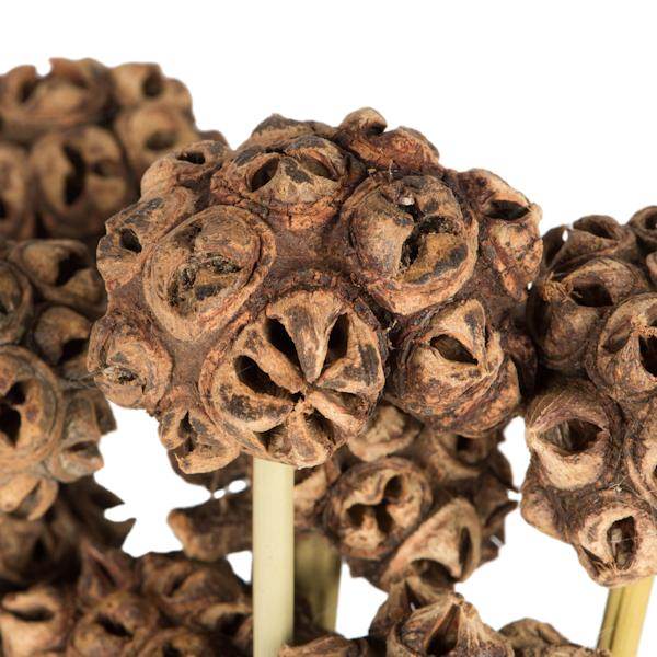 18"-24" Natural Preserved Spider Knobs on Reed Bundle (9 stems) 2