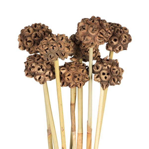 18"-24" Natural Preserved Spider Knobs on Reed Bundle (9 stems) 3
