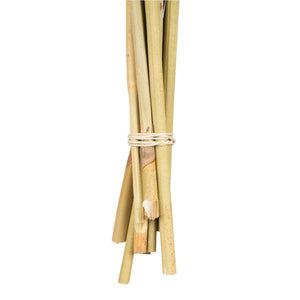 18"-24" Natural Preserved Spider Knobs on Reed Bundle (9 stems) 4