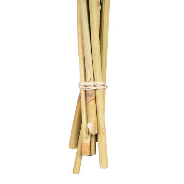 18"-24" Natural Preserved Spider Knobs on Reed Bundle (9 stems) 4
