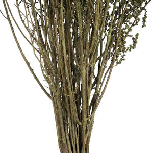 14"-18" Spring Green Dried Stoebe 2