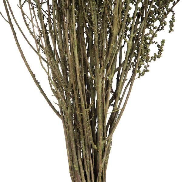 14"-18" Spring Green Dried Stoebe 2