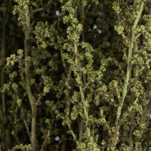 14"-18" Spring Green Dried Stoebe 3