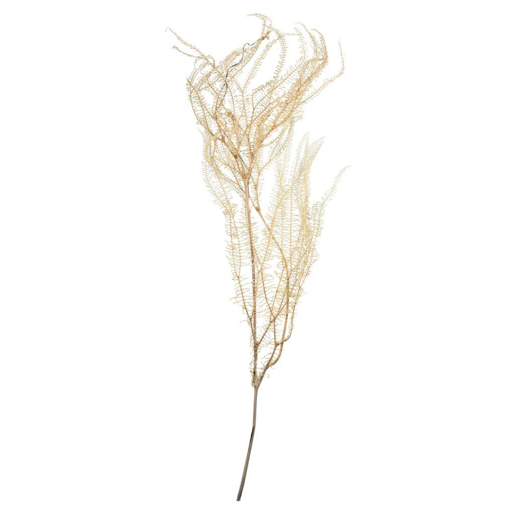 26" 4oz Dried Bleached Andares Fern 1