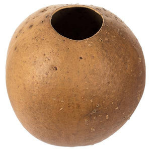 6"-7" Natural Preserved Bacacuia Gourd 2