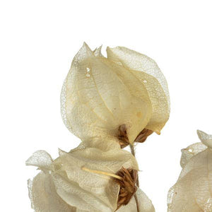 20"-24" 60 Blooms Bleached Preserved Cara Blossoms 2