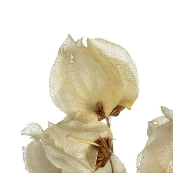 20"-24" 60 Blooms Bleached Preserved Cara Blossoms 2