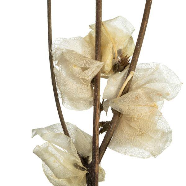 20"-24" 60 Blooms Bleached Preserved Cara Blossoms 4