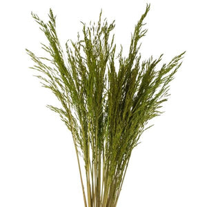 36"-40" 8oz Green Dried Congo Grass 2