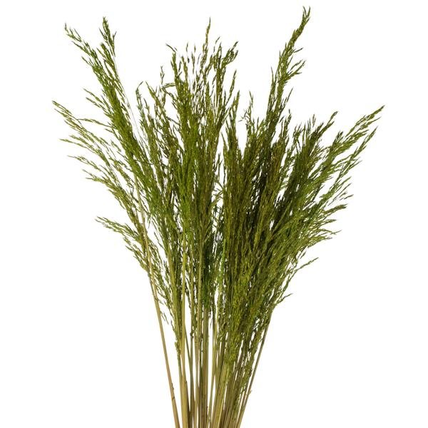 36"-40" 8oz Green Dried Congo Grass 2