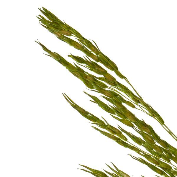 36"-40" 8oz Green Dried Congo Grass 3