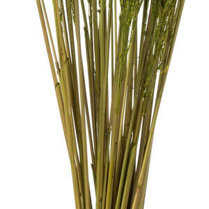 36"-40" 8oz Green Dried Congo Grass 4