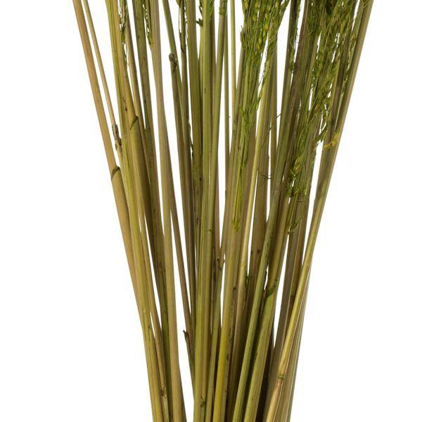 36"-40" 8oz Green Dried Congo Grass 4
