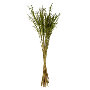 36"-40" 8oz Green Dried Congo Grass 1