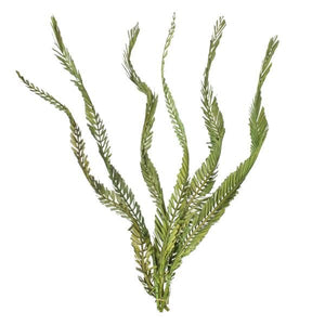 40"-48" Dried Green Coco Palm Stem (6 stems in a bundle) 2