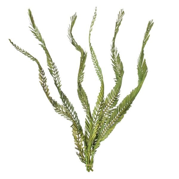 40"-48" Dried Green Coco Palm Stem (6 stems in a bundle) 2