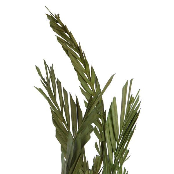 40"-48" Dried Green Coco Palm Stem (6 stems in a bundle) 3