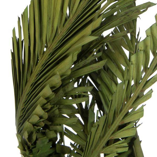 40"-48" Dried Green Coco Palm Stem (6 stems in a bundle) 4