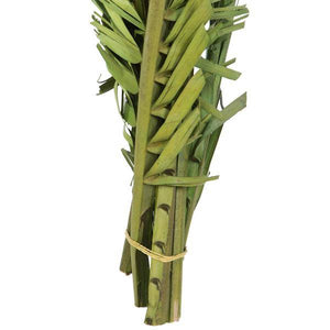 40"-48" Dried Green Coco Palm Stem (6 stems in a bundle) 5