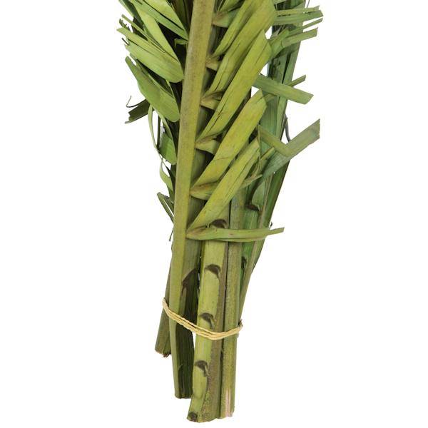 40"-48" Dried Green Coco Palm Stem (6 stems in a bundle) 5