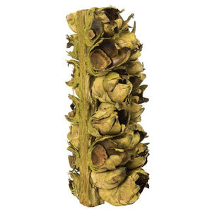 10"-12" Basil Preserved Seed Pod 2