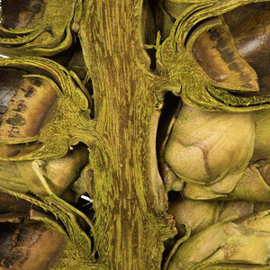 10"-12" Basil Preserved Seed Pod 4