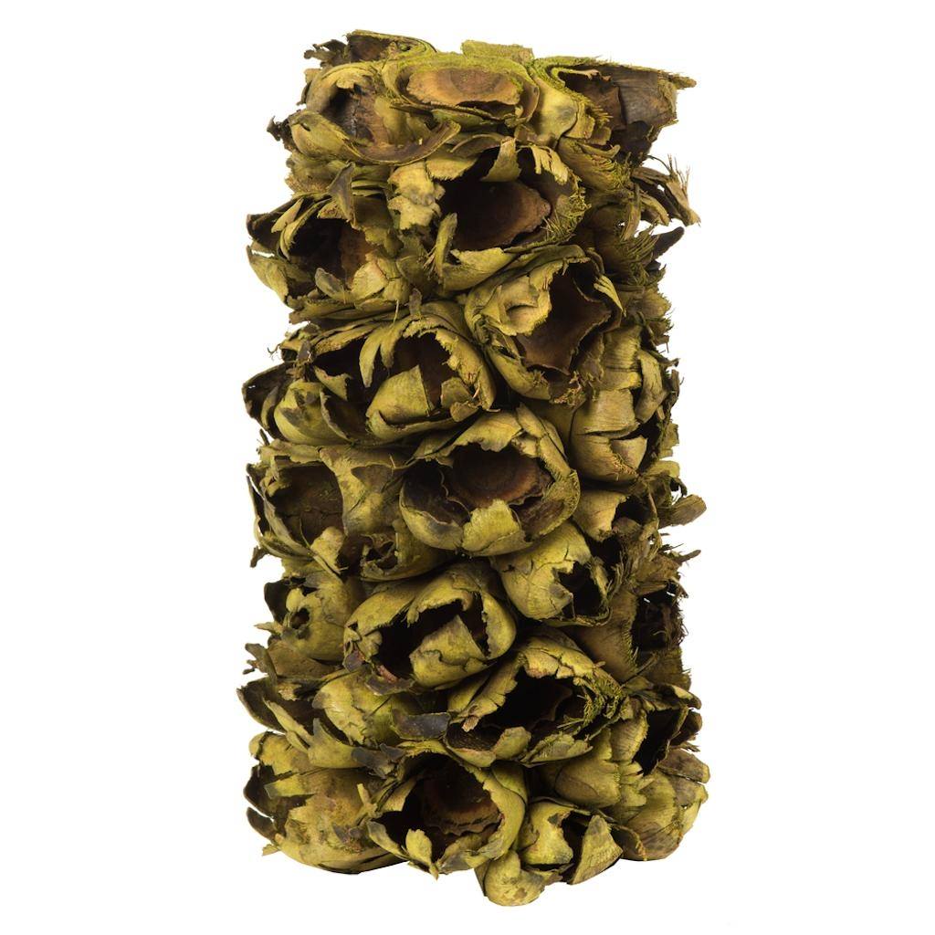 10"-12" Basil Preserved Seed Pod 1