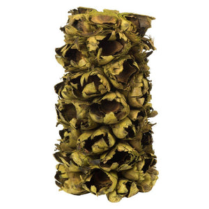 10"-12" Basil Preserved Seed Pod 1