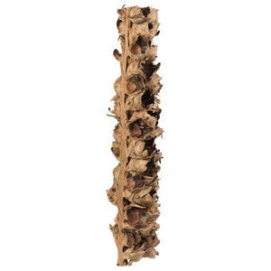 26"-28" Natural Preserved Seed Pod 2