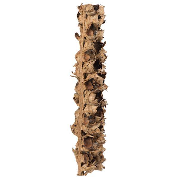 26"-28" Natural Preserved Seed Pod 2