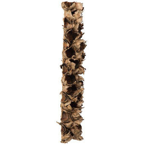 26"-28" Natural Preserved Seed Pod 3