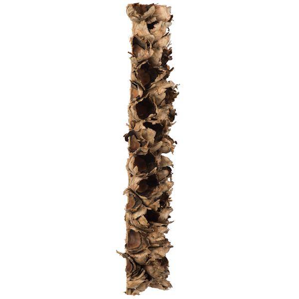 26"-28" Natural Preserved Seed Pod 3