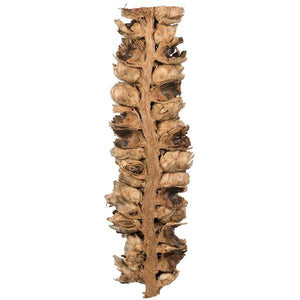 26"-28" Natural Preserved Seed Pod 4