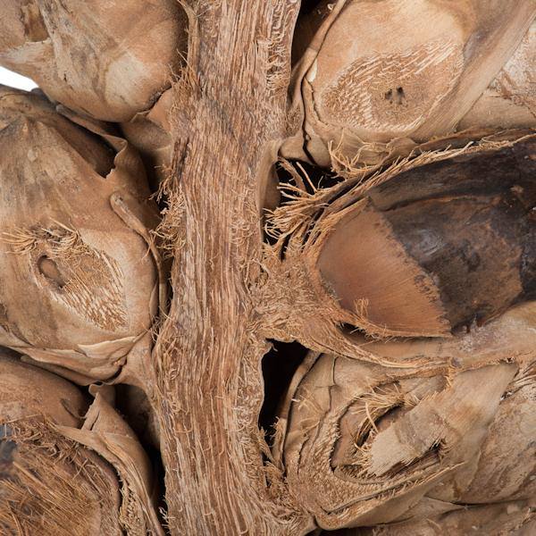 26"-28" Natural Preserved Seed Pod 5