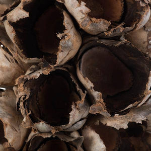 26"-28" Natural Preserved Seed Pod 6