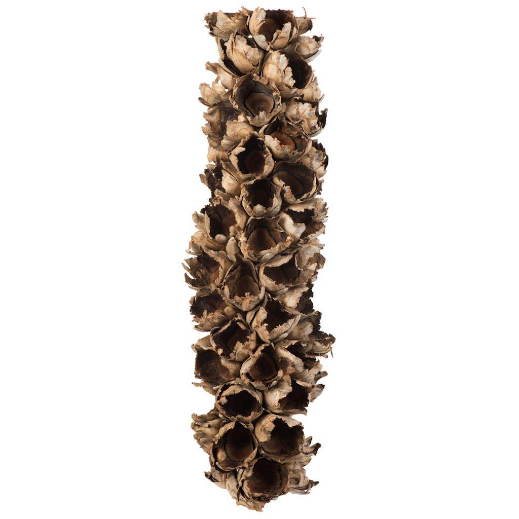 26"-28" Natural Preserved Seed Pod 1